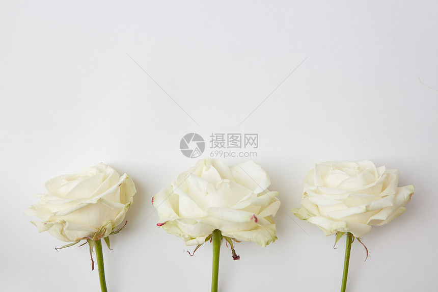 白色背景上美丽的白色花朵三朵白玫瑰用于装饰任何明信片你的想法情感的空白白色背景上的白花图片