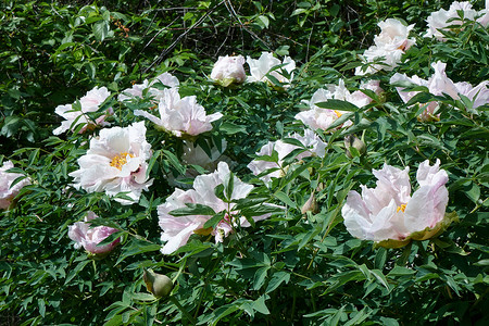 花的背景夏天花园里美丽的白色牡丹夏季绿色花园中的白色牡丹花丛背景图片