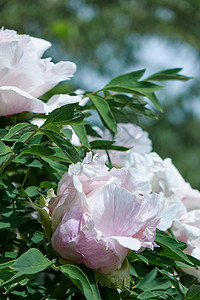盛开的灌木与粉红色的花牡丹与绿叶,拍摄特写天空植物园夏天,春天柔的焦点温的粉红色的花牡丹花与绿叶灌木夏天背景图片