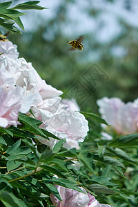 甲虫飞行的运动特写粉红色的花朵牡丹与灌木盛开天空植物园夏天,春天柔软的焦点植物园里,只飞翔的甲虫天空开花背景图片