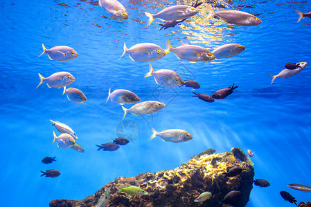 阿瓦纳水族馆海中金鱼学校水族馆拍摄的照片海中金鱼学校背景