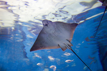 黄貂鱼水族馆里自由游泳黄貂鱼自由游动图片