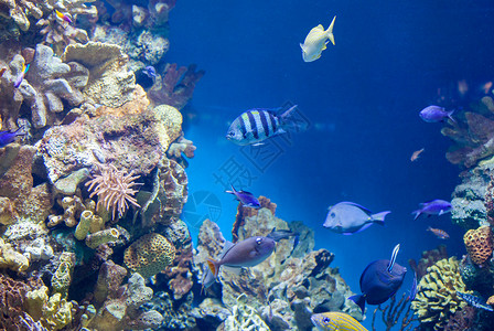 水族馆珊瑚礁上许多美丽的鱼珊瑚礁上许多鱼图片