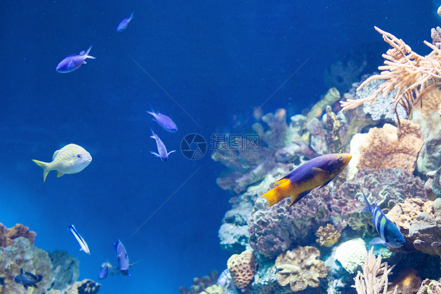 珊瑚礁上许多五颜六色的鱼西牙珊瑚礁上许多鱼图片