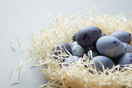 鸟窝干草与蓝色鹌鹑蛋浅蓝色背景巢中的蓝色鸡蛋图片