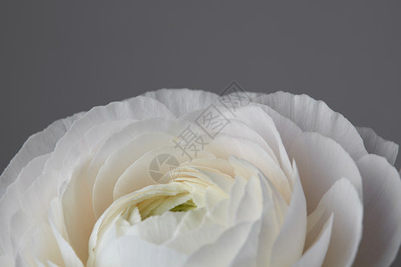毛周角化灰色背景上的白色毛花,玫瑰花瓣的特写,情人节,母亲节灰色背景上特写朵美丽的白色毛花背景