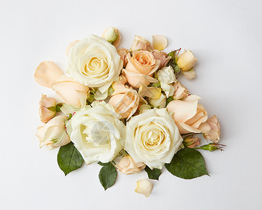 白色背景上美丽的米色玫瑰花,平躺着米色玫瑰图片