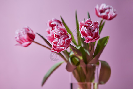 透明璃花瓶,粉红色郁金香背景明信片粉红色背景的璃花瓶里的郁金香花图片