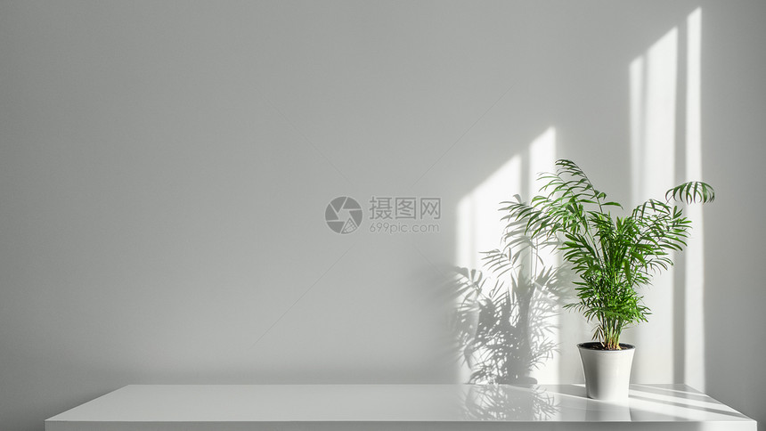 种绿色的植物槟榔白色的罐子里,桌子上,阳光透过窗户,白色的墙上产生阴影室内植物槟榔白色的墙壁背景上的桌子上的白色罐图片