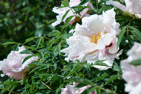 美丽盛开的白色牡丹花春天的花园里自然背景花园里春天的白色牡丹花图片