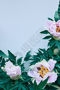 盛开的粉红色花朵牡丹与绿叶几个花蕾,拍摄特写蓝色的背景夏天,春天轻轻的粉红色花牡丹花与绿叶花蕾蓝色的背景特写照背景图片