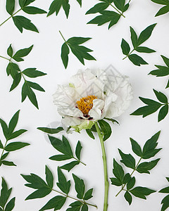 美丽的花背景,白色的牡丹绿叶花光纹理白色牡丹的温花型背景上,顶部视图背景图片