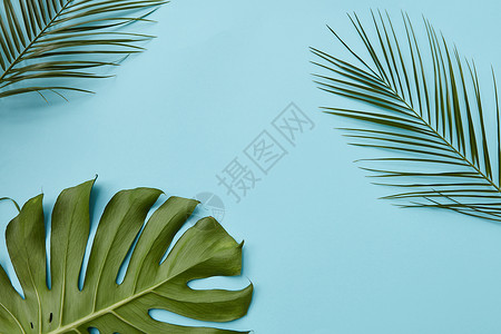 垂直蓝色背景下,热带棕榈叶怪物与隔离,文字下平躺绿叶分离图片