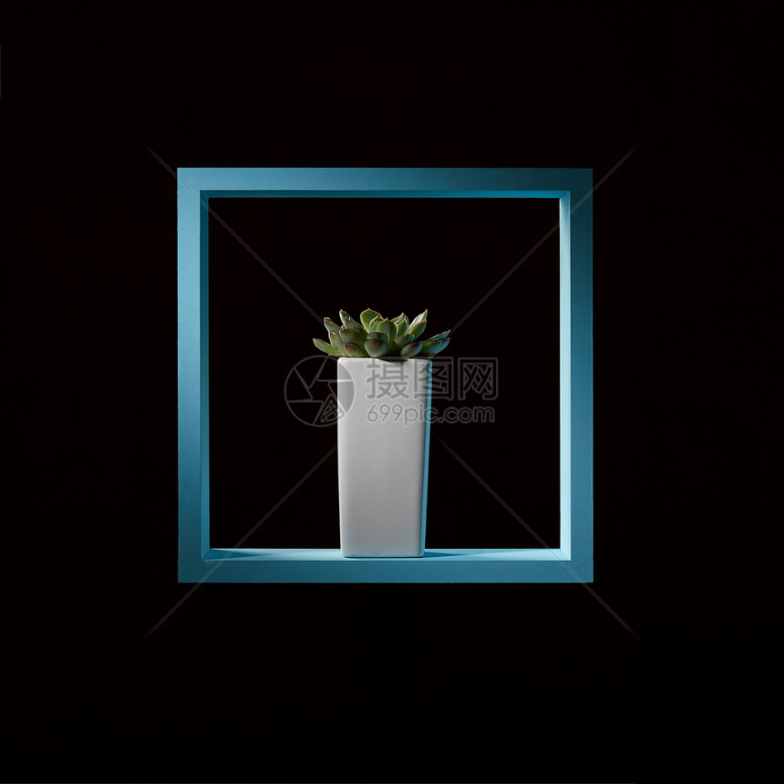 简约的构图,蓝色的木制框架迷你多汁的生态黑暗的背景,室内装饰绿色的房子植物个白色花盆中,个黑色背景上的蓝色框架中图片