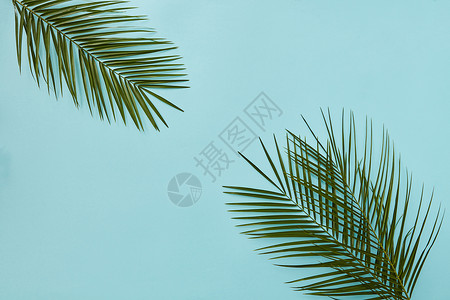棕榈叶角落隔离蓝色背景与的副本棕榈叶角落里图片