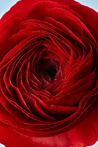 99朵玫瑰花特写朵美丽的红玫瑰花,结婚卡问候红玫瑰花的特写背景