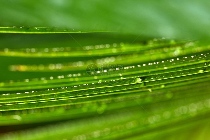 热带绿色植物背景,田间深度较浅特写常绿棕榈叶与水滴,异国情调的棕榈布局特写常绿棕榈叶与水滴,浅深度的田野热带植物背景图片
