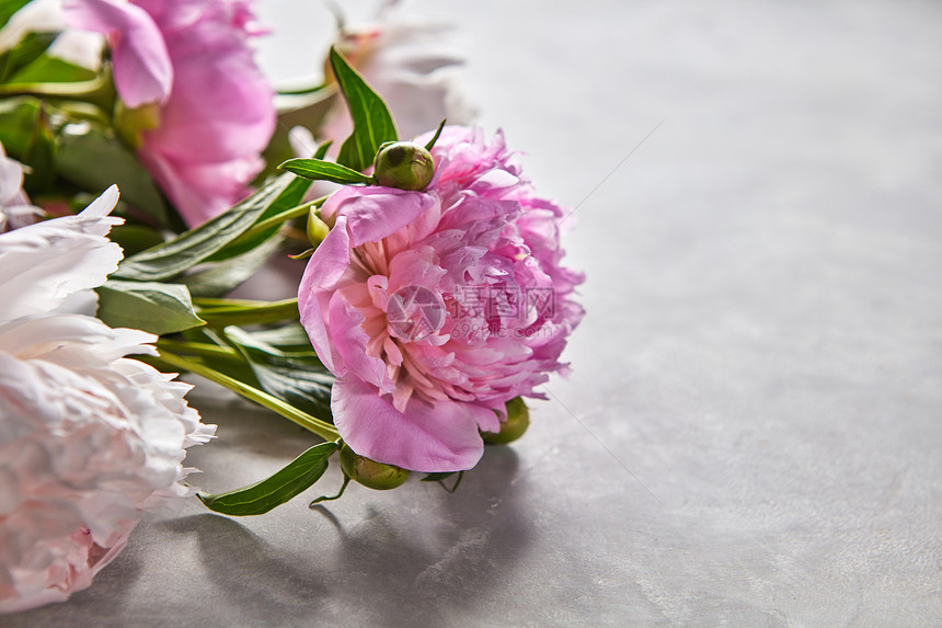 粉红色牡丹花,绿叶花蕾灰色的混凝土背景上,贺卡布局精致的粉红色牡丹,花蕾绿叶灰色的混凝土背景上,文字图片