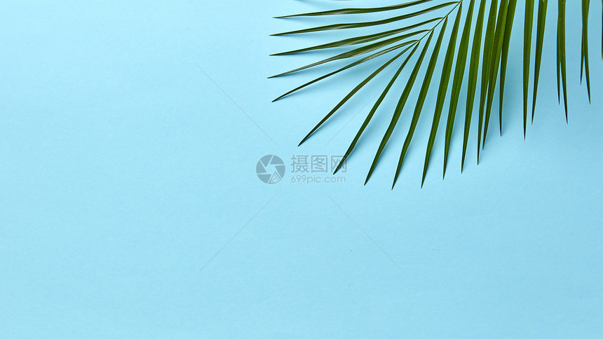 新鲜的绿色棕榈叶蓝色背景上,文字的自然的夏天背景平躺绿色棕榈叶蓝色背景与为你的想法布局平躺图片