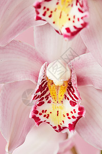 朵粉红色兰花的观照片,花瓣上图案美丽的自然布局朵粉红色兰花的精致花瓣的观照片,带自然图案花的背景背景图片