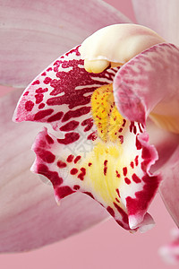 朵粉红色兰花的精致花瓣的观照片,带自然图案花的背景朵粉红色兰花的观照片,花瓣上图案美丽的自然布局背景图片