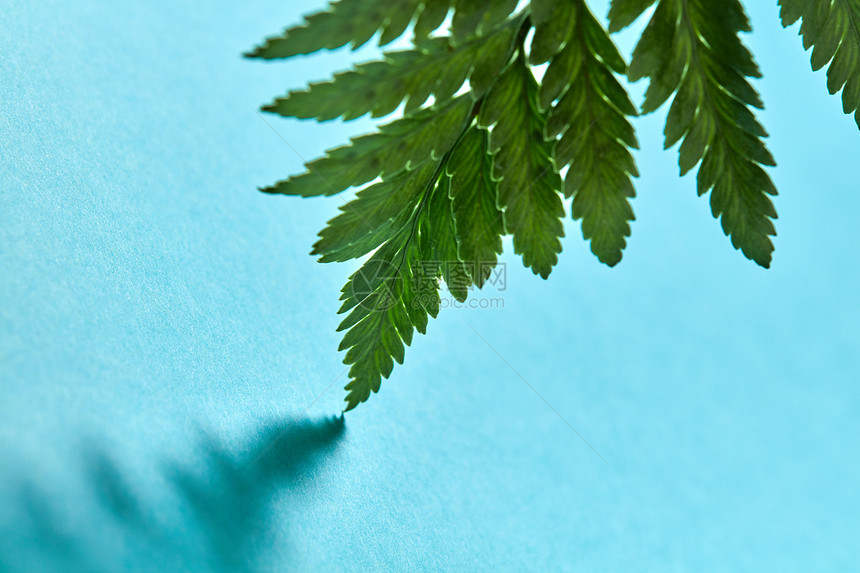 观照片的新鲜蕨类植物叶子与阴影反射蓝色背景与自然背景蕨类植物叶子的观照片,阴影图案蓝色背景上,文字图片