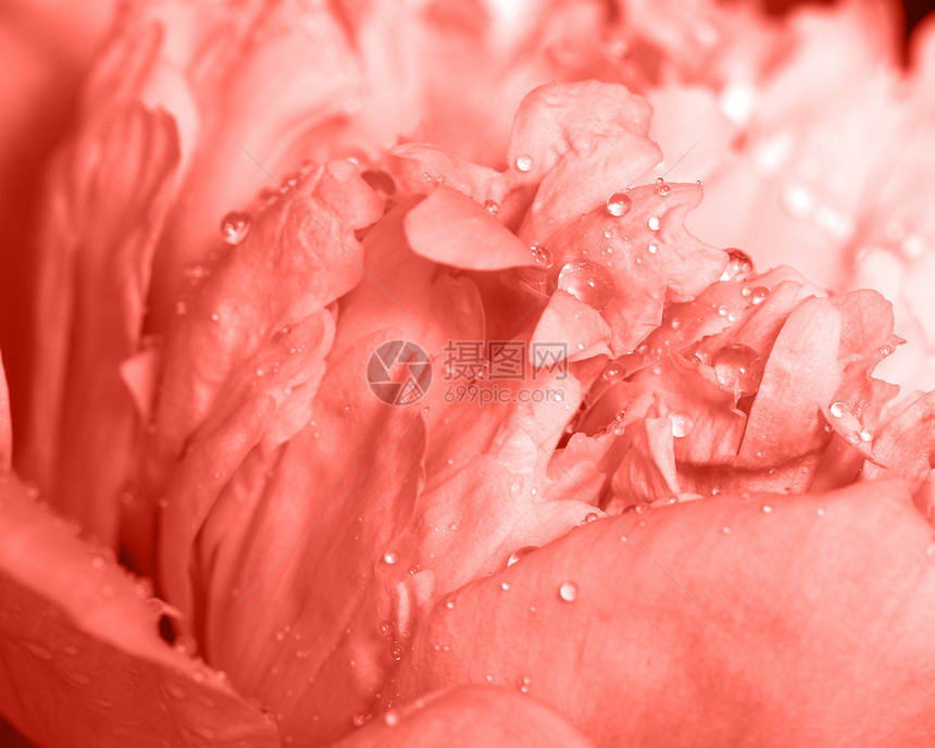 自然图案的牡丹花瓣与干净的水滴时尚的颜色2019活珊瑚潘通花卉背景观照片牡丹花的观照片与透明的露珠时尚的颜色图片