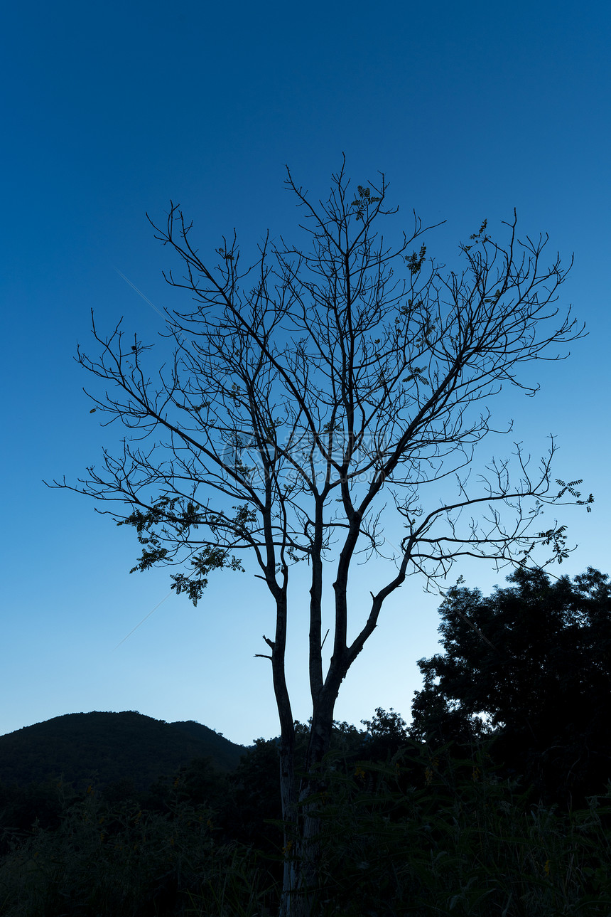 孤独的树影与蓝天日落图片