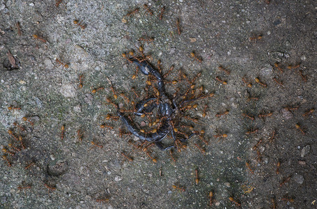 蚂蚁吃蝎子图片
