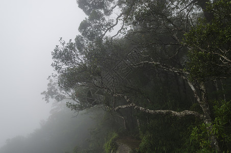热带雨林,泰国Khaoyai公园图片