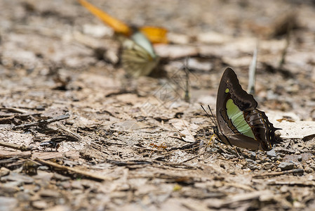 只帝王蝴蝶苏必利尔湖的海岸上度过了段值得休息的时光高清图片