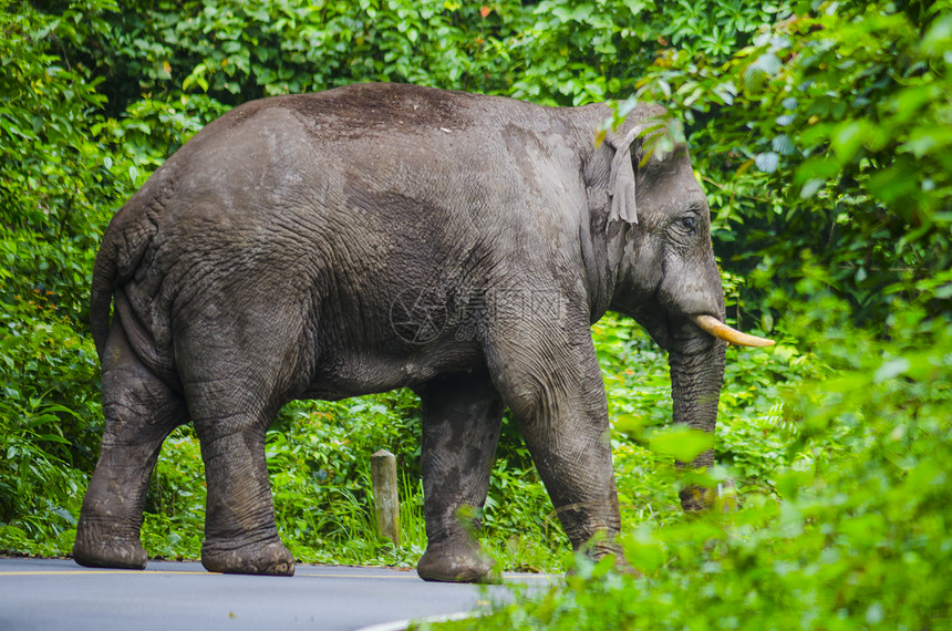 泰国Khaoyai公园路上的大大象图片