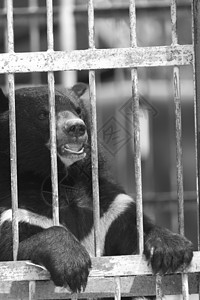 笼子里的黑熊,黑白相间图片