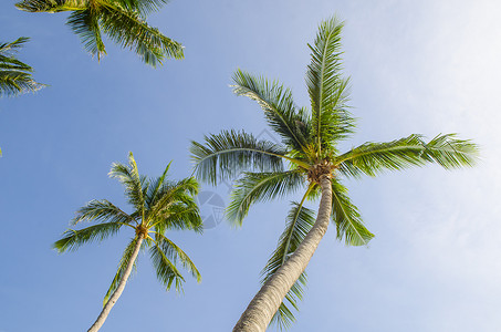 椰子棕榈树抗蓝天图片