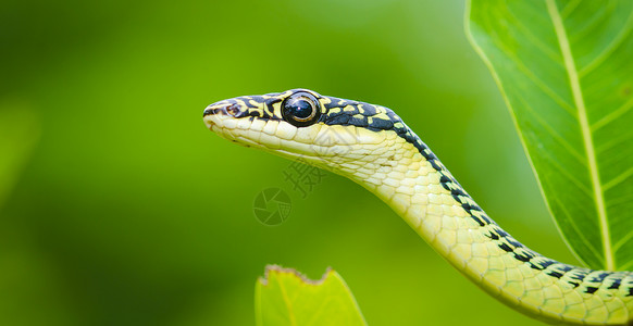 后裔斩巴蛇泰国热带森林树上绿色曼巴蛇的特写背景