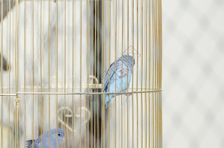 笼子里的鸟图片