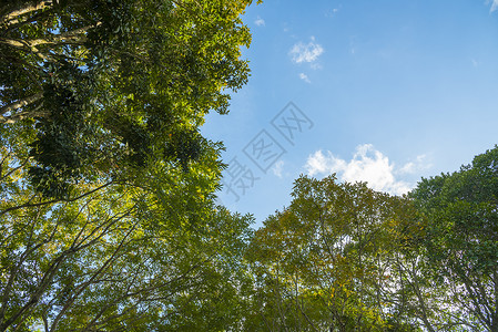 热带植物深林,自然阳光图片