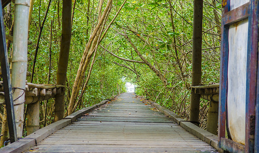 森林木制悬浮桥通往红树林的桥梁背景