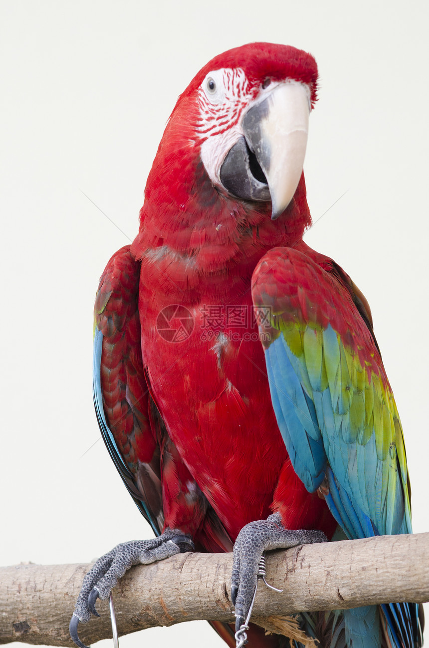 美丽的红色宠物鹦鹉鹦鹉图片