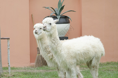 动物园里的羊驼肖像图片