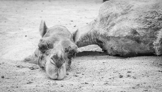 骆驼睡沙子上图片