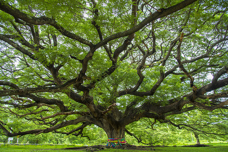 大树的树枝自然橡树高清图片