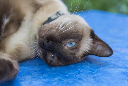 蓝眼睛的暹罗猫背景图片