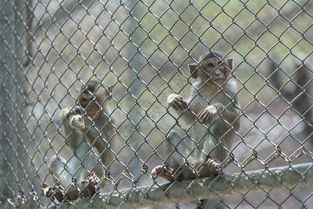笼子里的猴子图片