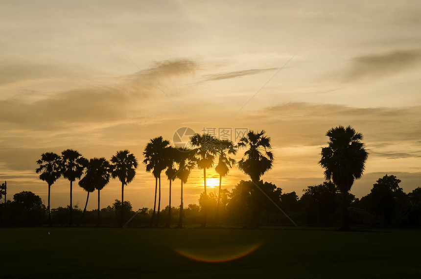 美丽的日落背景上的棕榈树图片