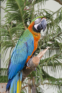 蓝黄鹦鹉阿拉拉鲁纳栖息丛林中背景图片