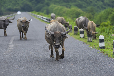 泰国水牛自然领域背景图片
