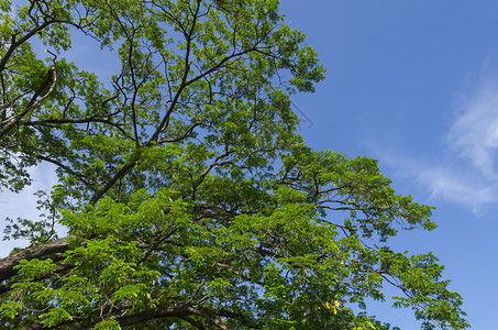 蓝天下的老大树图片
