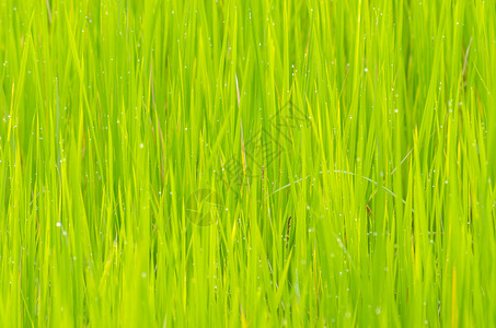 绿色的稻田图片