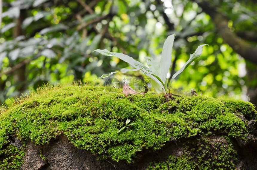 热带高原森林的棵树上拍摄苔藓图片